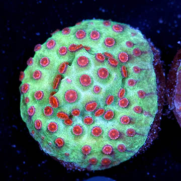 USA Cultured Cyphastrea Frag