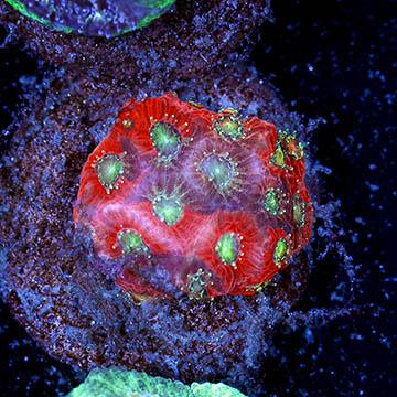 USA Cultured Favites Coral