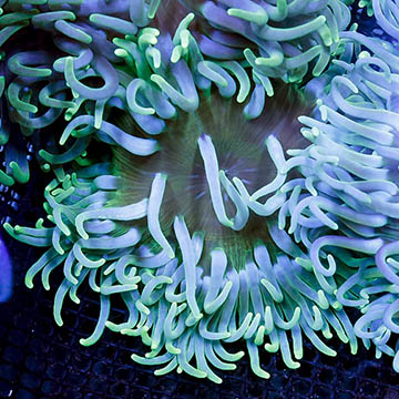 Long Tentacle Anemone