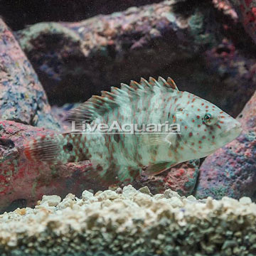 Floral Wrasse