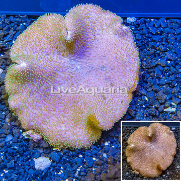 Toadstool Mushroom Leather Coral  Vietnam