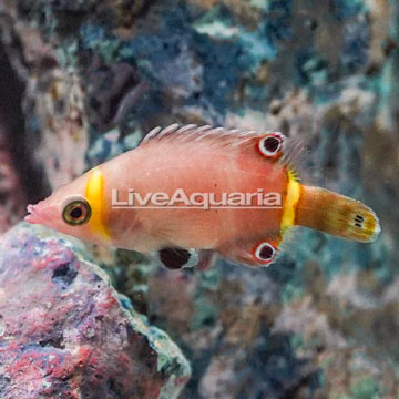 Yellow Banded Possum Wrasse