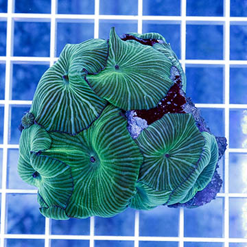 Mushroom Rock Actinodiscus