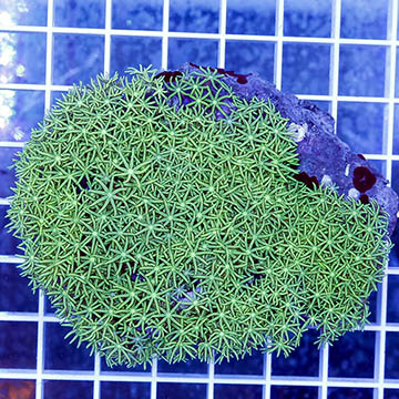 Green Starburst Polyps Coral