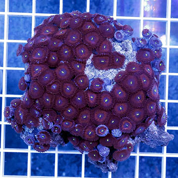 Zoanthus Polyps Coral