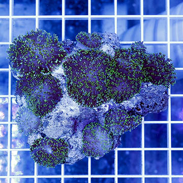 Hairy Mushroom Coral