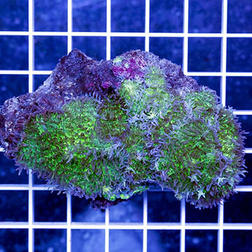 Hairy Mushroom Coral