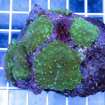 Actinodiscus Mushrooms