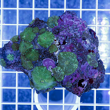 Actinodiscus Mushrooms