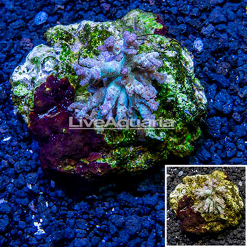 Sinularia Leather Coral Indonesia