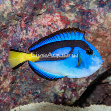 Yellow Belly Blue Tang