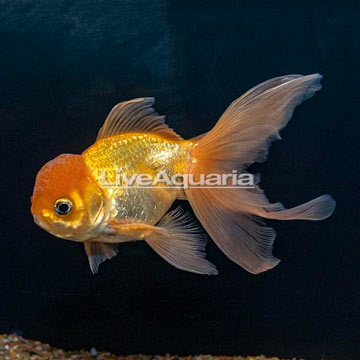 Oranda Goldfish