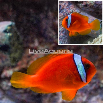 Tomato Clownfish