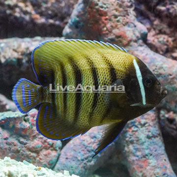 Six Bar Angelfish 