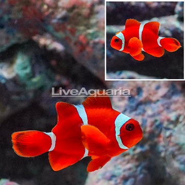 Maroon Clownfish