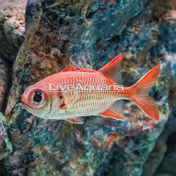 Big Eye Black Bar Soldierfish