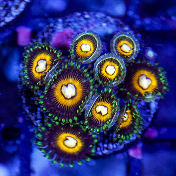 USA Cultured Zoanthus Coral