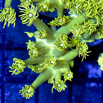 USA Cultured Goniopora Coral