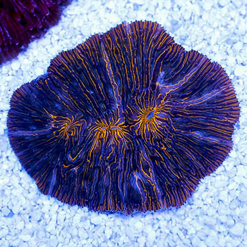 Fragile Plate Coral