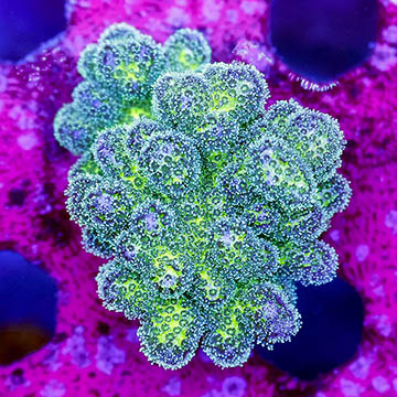 USA Cultured Pocillopora Coral
