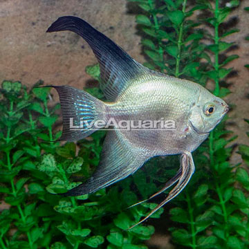 Seal Point Angelfish