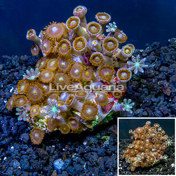 Zoanthus Coral Indonesia