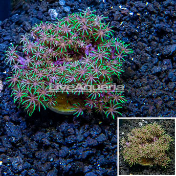 Starburst Polyps Indonesia