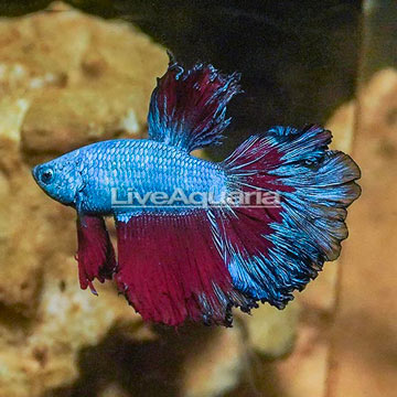 Rosetail Betta