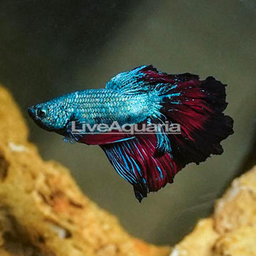 Rosepetal Betta