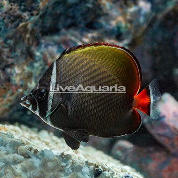 Pakistan Butterflyfish