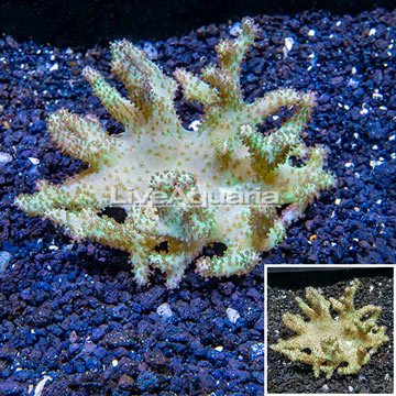 Sinularia Leather Coral Vietnam