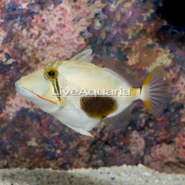 Bursa Triggerfish