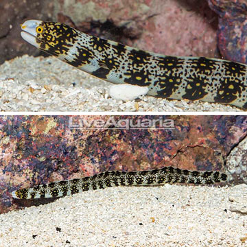 Snowflake Eel 