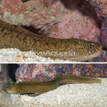 Richardson's Moray Eel