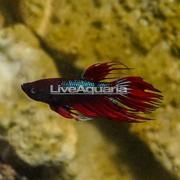 Crown Tail Betta, Male