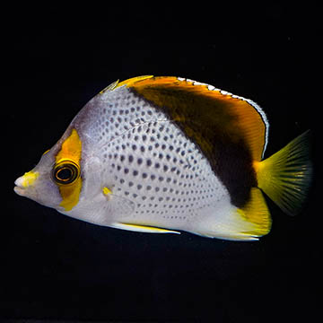 Declivis Butterflyfish, 2.75