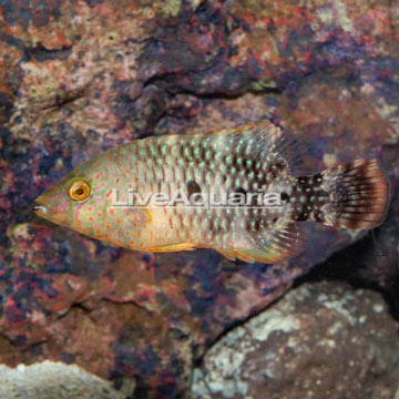 Tripletail Wrasse