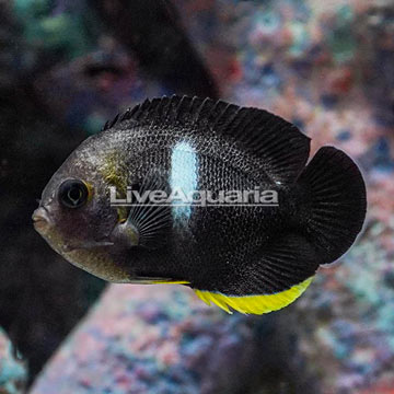 Keyhole Angelfish