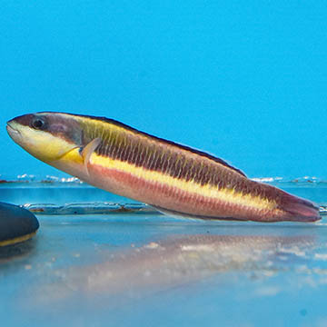 Paddlefin Wrasse, 4.25