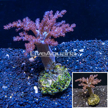 Pineapple Tree Coral Indonesia