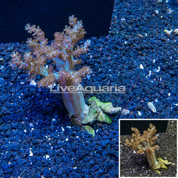 Pineapple Tree Coral Indonesia