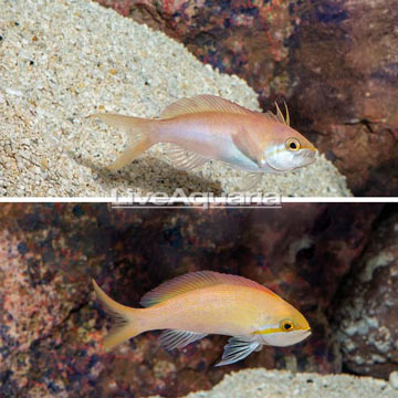 Carberryi Anthias, Pair