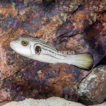 Narrow-Lined Puffer