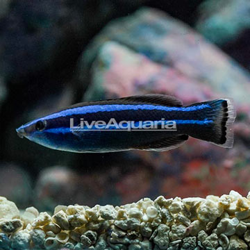 Four Line Cleaner Wrasse [Expert Only]