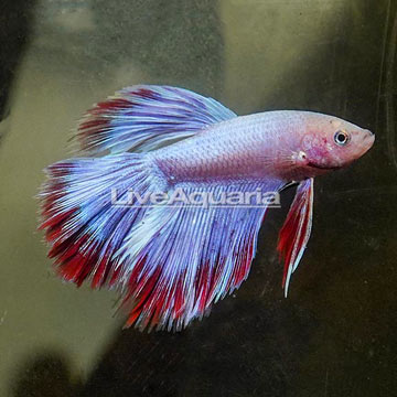 Rose Petal Betta, Male