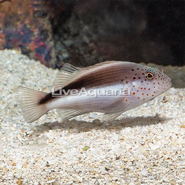 Freckled Hawkfish 