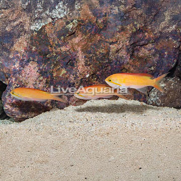 Carberryi Anthias, Trio