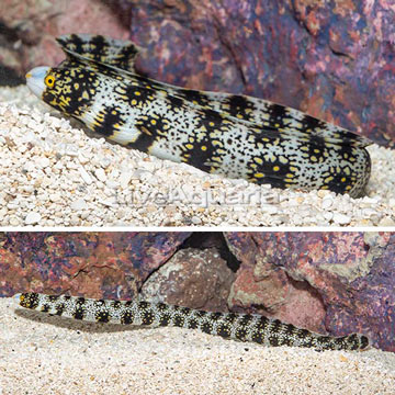 Snowflake Eel 