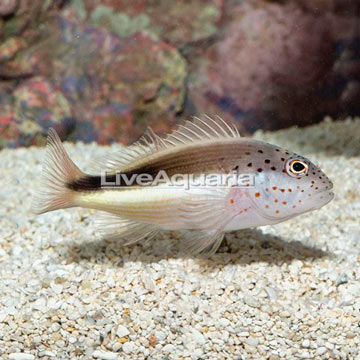 Freckled Hawkfish 