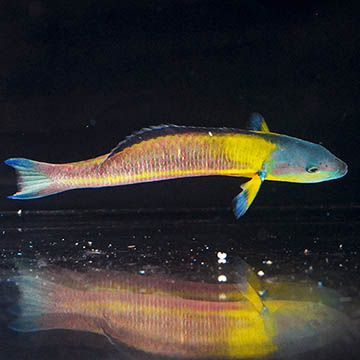 Paddlefin Wrasse, 5.5